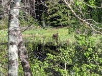 moose.jpg