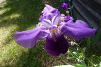 iris.jpg