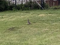 F2271578-F9C2-4532-8233-FAD46D902C2F.jpeg