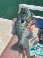 IMG_0817.jpg