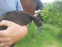 duck.jpg