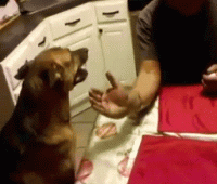 BC48B796-2837-4AA0-824F-5E38D91D85A1.gif