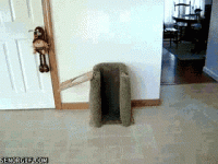 711A2438-8725-4473-B969-4878DA0466B2.gif