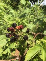15B8338F-9FB7-47DE-BCB6-CB58D9103C06.jpeg
