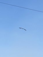 08045F7A-E0FF-4075-8EDB-577F5AEE2E43.jpeg
