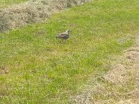 IMG_20210807_141411.jpg