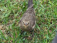 bird2.jpg