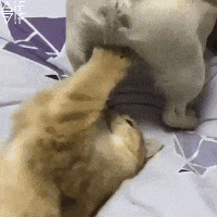 B304FFB5-E082-4D6D-BC52-06287A5F817E.gif