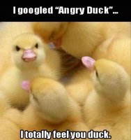 angryduck.jpg