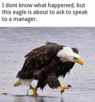 eagle.jpg