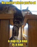 napcat.jpg