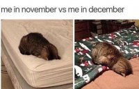 novembervsdecember.jpg