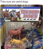 weirddogs.jpg