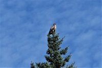 hawk.jpg