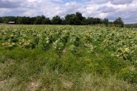 2013-04-01 002 002.JPG