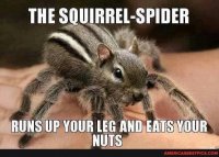 The squirrel spider.jpg