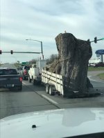 Monster Tree.jpg