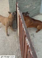 CEF82341-1B23-48D1-9462-D99A05AAEB2B.gif