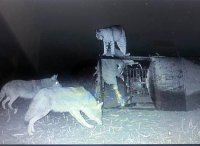 Bobcat Coyotes.jpg