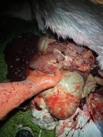 889040F0-2C00-4941-A54B-92AD6BFD6E07.jpeg 889040F0-2C00-4941-A54B-92AD6BFD6E07.jpeg