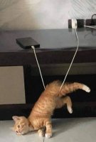 cat vs charging cable.jpg