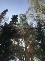 2ED7378B-FA26-47C4-AA60-85A158DEAFA8.jpeg