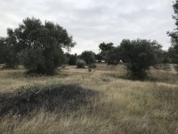 2BA490D6-357E-4DFD-BA7E-D6D9C932108E.jpeg
