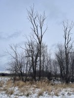 2996A538-E734-4C81-AAB5-36DD6677F833.jpeg