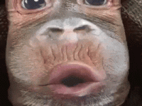 200 (1).gif