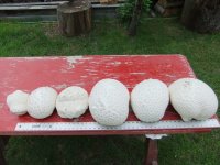 puffballs.jpg puffballs.jpg