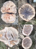 Lake stumps.jpg