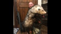 possum1-1024x579.jpg