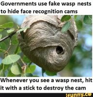 hornet's nest.jpg