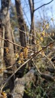 tree blossoms.jpg