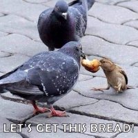 bird-lets-get-this-bread.jpeg