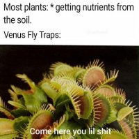 animal-most-plants-getting-nutrients-soil-venus-fly-traps-almpeo-come-here-lil-*s-word.jpeg