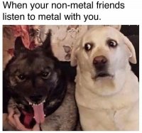 dog-non-metal-friends-listen-metal-with.jpeg