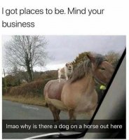 horse-got-places-be-mind-business-edabmoms-imao-why-is-there-dog-on-horse-out-here.jpeg