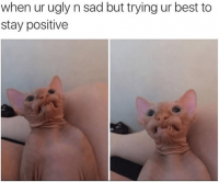 cat-ur-ugly-n-sad-but-trying-ur-best-stay-positive.png