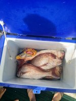 IMG_20220430_135357.jpg