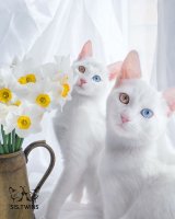 worlds-most-beautiful-cats-26-57fb7bdcc5009__700.jpg