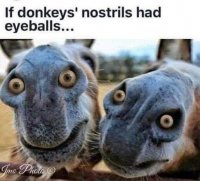 donkey eyeballs.jpg