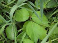 poison ivy.jpg