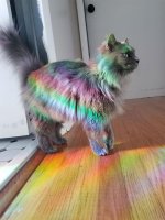 funny-pics-cats-with-powerful-auras-1-62a5b5982939b__700.jpg