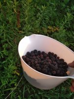 IMG_20220701_201202.jpg
