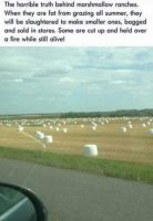 Marshmallow Farm.jpg