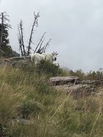 9040D0B9-D790-4992-9542-E92543DF5F21.jpeg