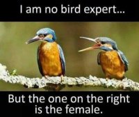 No_Bird_Expert.jpg