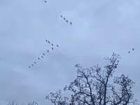 77A046E0-2E37-45BF-B53E-3FA32386D46C.jpeg