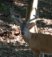 upload_2022-10-14_18-14-19.jpeg upload_2022-10-14_18-14-19.jpeg